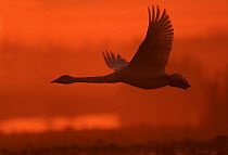 Whooper swan (Cygnus cygnus) flying to roost, silhouetted at sunset, Martin Mere WWT, Lancashire, UK