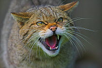 Scottish wild cat (Felis sylvestris grampia) snarling, captive, UK
