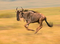 Male Common wildebeest (Connochaetus taurinus) running, Masai Mara, Kenya