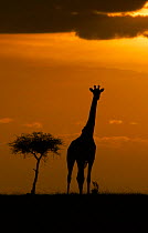 Masai giraffe (Giraffa camelopardalis tippelskirchi) silhouetted on plains at sunset, Masai Mara, Kenya