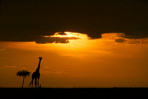 Masai giraffe (Giraffa camelopardalis tippelskirchi) silhouetted at sunset, on plains, Masai Mara, Kenya
