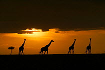 RF- Four Masai giraffes (Giraffa camelopardalis tippelskirchi) silhouetted on plains at sunset, Masai Mara, Kenya. (This image may be licensed either as rights managed or royalty free.)