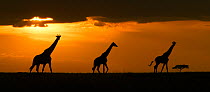 Three Masai giraffes (Giraffa camelopardalis tippelskirchi) silhouetted on plains at sunset, Masai Mara, Kenya