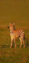 Common / Burchell's zebra (Equus quagga) new born foal, Masai Mara, Kenya