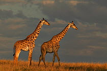 Two Masai giraffes (Giraffa camelopardalis tippelskirchi) on plains with approaching thunderstorm, Masai Mara, Kenya