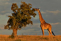 Masai giraffe (Giraffa camelopardalis tippelskirchi) feeding on tree, with approaching thunderstorm, Masai Mara, Kenya