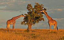 Two Masai giraffes (Giraffa camelopardalis tippelskirchi) feeding on tree with approaching thunderstorm, Masai Mara, Kenya