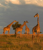 Four Masai giraffes (Giraffa camelopardalis tippelskirchi) one feeding on tree, with approaching thunderstorm, Masai Mara, Kenya