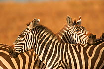 Two Burchell's zebras (Equus quagga) mutual resting allows tail to protect face from flies, Masai Mara, Kenya