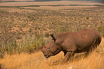 White rhinocerous (Ceratotherium simum) re-introduced, looking over landscape, Masai Mara, Kenya