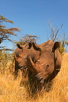 Two re-introduced White rhinoceroses (Ceratotherium simum) walking through long grass, Masai Mara, Kenya