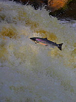 Atlantic salmon (Salmo salar) jumping waterfall during migration to spawn, Scotland. (non-ex)