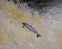 Atlantic salmon (Salmo salar) jumping waterfall during migration to spawn, Scotland, (non-ex)