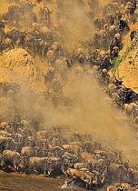 Common wildebeest (Connochaetes taurinus) herd crossing river during annual migration, Masai Mara, Kenya