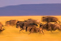 Common wildebeest (Connochaetes taurinus) running during migration, Masai Mara, Kenya