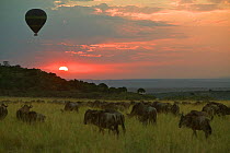 Tourist hot air balloon over Wildebeest herd on migration, Masai Mara, Kenya