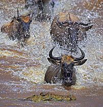 Common wildebeest (Connochaetes taurinus) on migration with Nile crocodile (Crocodylus niloticus) waiting in water, Masai Mara, Kenya