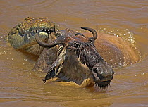 Common wildebeest (Connochaetes taurinus) being held by crocodile during migration river crossing, Masai Mara, Kenya