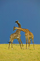 Masai giraffes (Giraffa camelopardalis tippelskirchi) fighting, Masai Mara, Kenya