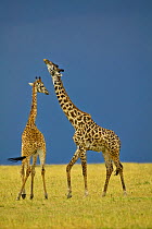 Two Masai giraffes (Giraffa camelopardalis tippelskirchi) fighting, Masai Mara, Kenya