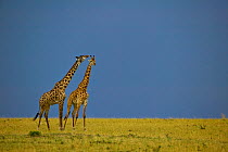 Two Masai giraffes (Giraffa camelopardalis tippelskirchi) fighting, Masai Mara, Kenya