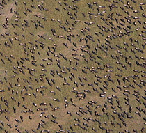 Aerial view of Common wildebeest (Connochaetes taurinus) feeding on plains during migration, Masai Mara, Kenya