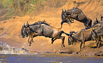 Common wildebeest (Connochaetes taurinus) crossing river on migration, Masai Mara, Kenya