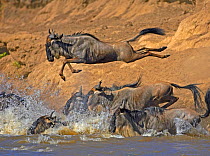 Common wildebeest (Connochaetes taurinus) jumping into river on migration, Masai Mara, Kenya