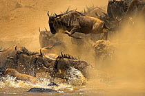 Common wildebeest (Connochaetes taurinus) jumping into Mara River during migration, Masai Mara, Kenya