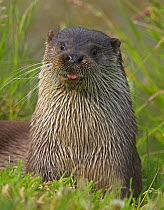 European otter (Lutra lutra) on riverbank, sticking out tongue, captive, UK
