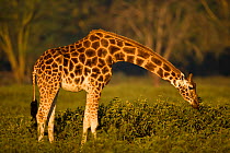 Rothschild giraffe (Giraffa camelopardalis rothschildi) feeding, Lake Nakuru NP, Kenya, Africa