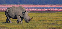 White rhinoceros (Cethrotherium simum) walking by lake with Flamingos, Lake Nakuru NP, Kenya