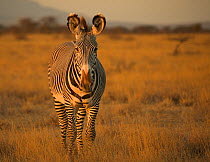 Grevy's zebra (Equus grevyi) portrait, Kenya