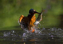 Common kingfisher (Alcedo atthis) leaving water carrying fish in its beak, UK