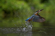 RF- Common kingfisher (Alcedo atthis) flying up from water,  UK. (This image may be licensed either as rights managed or royalty free.)