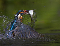 Common kingfisher (Alcedo atthis) flying up from water carrying fish in beak, UK