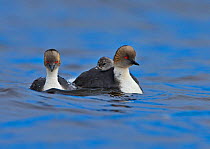 Silvery grebe (Podiceps occipitalis) pair, one with chick on back, Falkland Islands