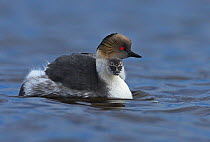 Silvery grebe (Podiceps occipitalis) with chick on back, Falkland Islands