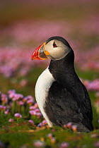RF- Puffin (Fratercula arctica) portrait, outside burrow, Fair Isle, Shetland Islands, UK. (This image may be licensed either as rights managed or royalty free.)