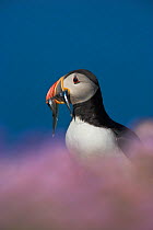RF- Puffin (Fratercula arctica) carrying Sand eels in beak for young, Fair Isle, Shetland Islands, UK. (This image may be licensed either as rights managed or royalty free.)