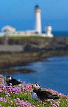 Puffin (Fratercula arctica) sitting on cliff top amongst thrift flower, lighthouse in the distance, Fair Isle, Shetland Islands, UK