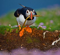 Atlantic puffin (Fratercula arctica) by burrow, carrying unpalatable pipefish for chick due to Sand eel over-fishingm, Fair Isle, Shetland, UK