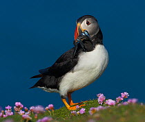 Puffin (Fratercula arctica) with Sand eels for young, Fair Isle, Shetland Islands, UK