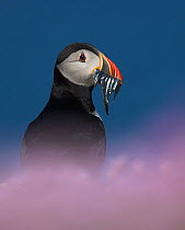 Puffin (Fratercula arctica) with sand eels for young, Fair Isle, Shetland Islands, UK
