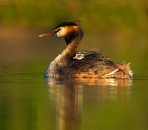RF- Great crested grebe (Podiceps cristatus) chick on mother's back, UK. (This image may be licensed either as rights managed or royalty free.)