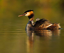 Great crested grebe (Podiceps cristatus) two chicks on mother's back, UK