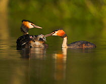 Male Great crested grebe (Podiceps cristatus) feeding chicks being carried on female's back, UK