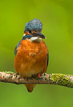 RF- Common kingfisher (Alcedo atthis) perched on branch, with head feathers raised, UK. (This image may be licensed either as rights managed or royalty free.)