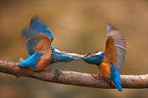 Common kingfisher (Alcedo atthis) parent trying to feed young for first time out of nest, UK