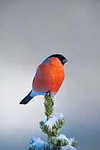 Bullfinch (Pyrrhula pyrrhula) perched on top of snow covered pine, Norway